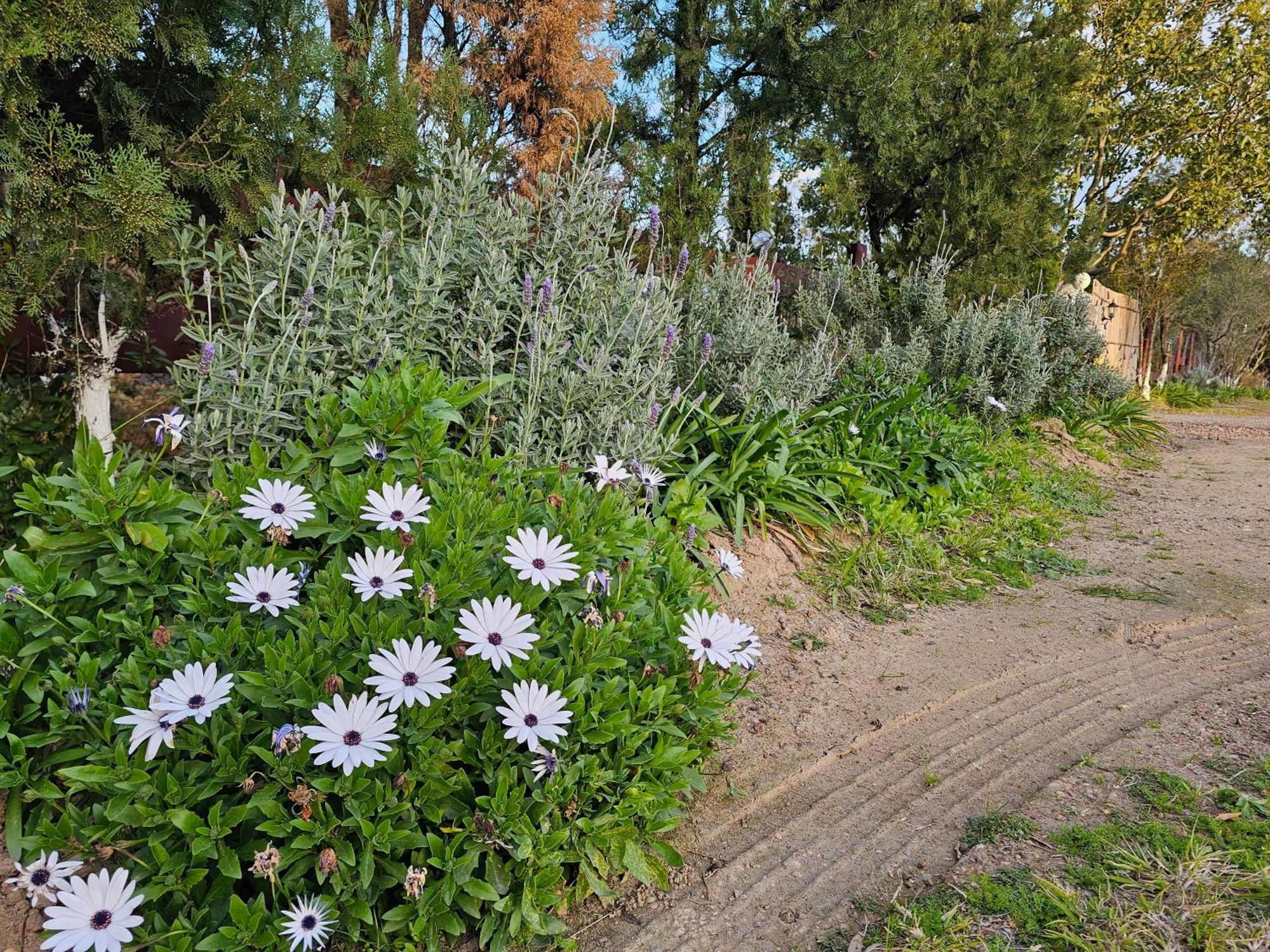 Gowrie Agapanthus Daire Singleton Dış mekan fotoğraf